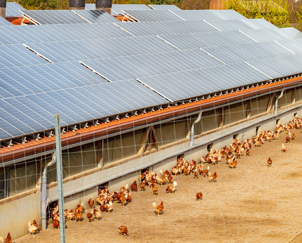 solarpanels-barn-roof-chickens-on-side