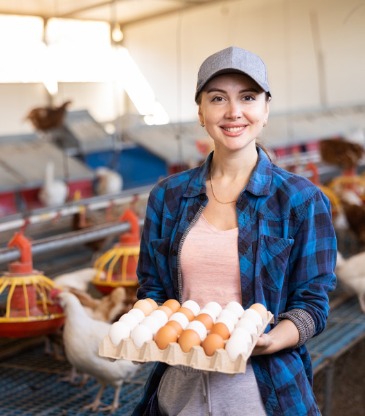 holding-eggs-in-poultry-farm