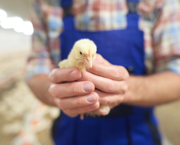 farmer-holding-a-chick