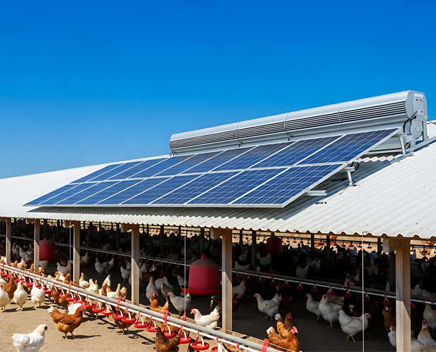 Chickens under solar panel roof