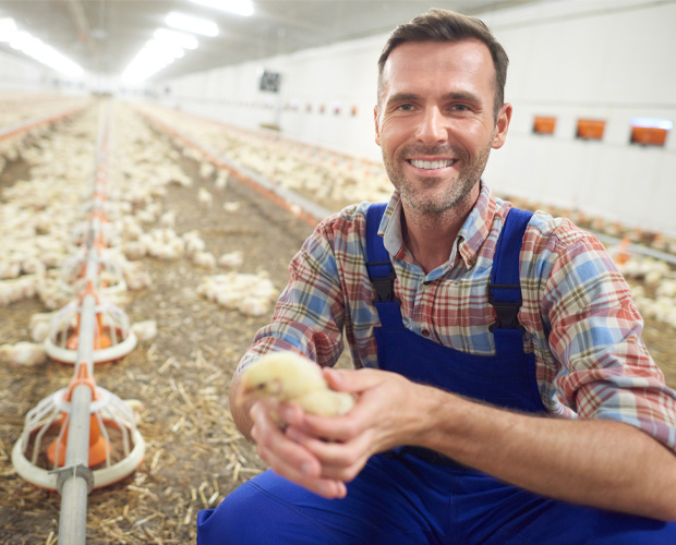 Farmer holding a small chicken.