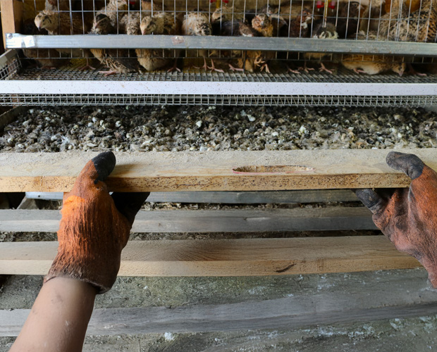Worker cleaning droppings from quail
