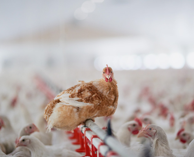 Single chicken among many others