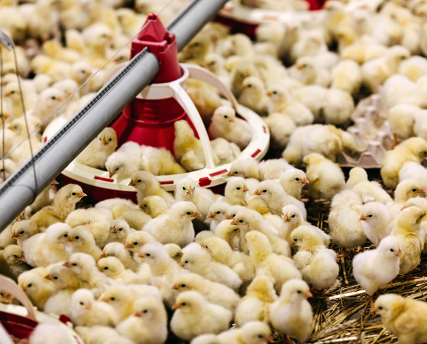 Crowd of fluffy yellow chicks
