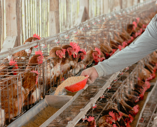 Feeding chickens in a poultry farm.