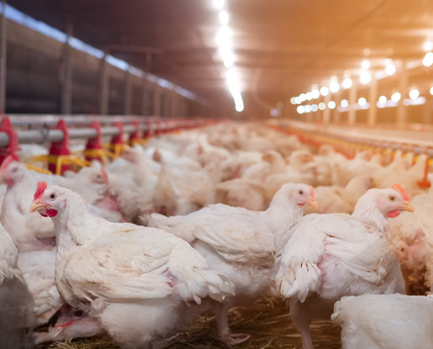 Chickens in a well-lit barn