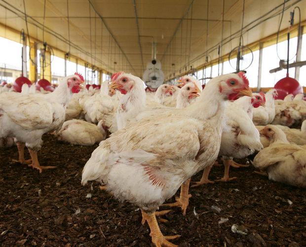 Chickens in a poultry farm setting.