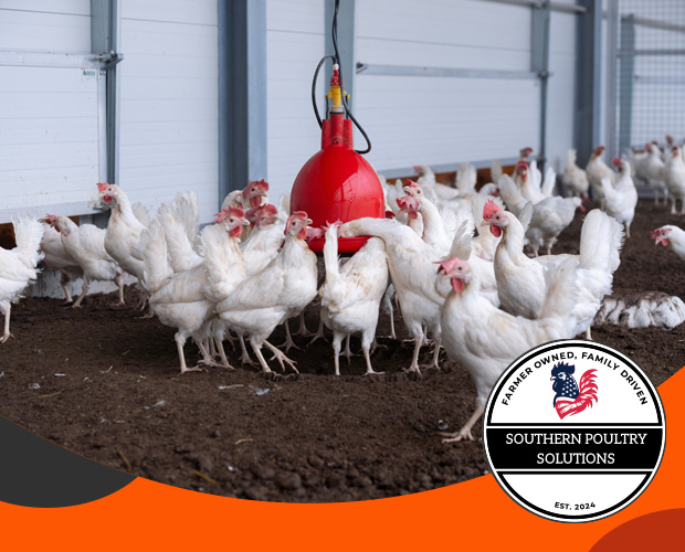Chickens gathered around a feeder.