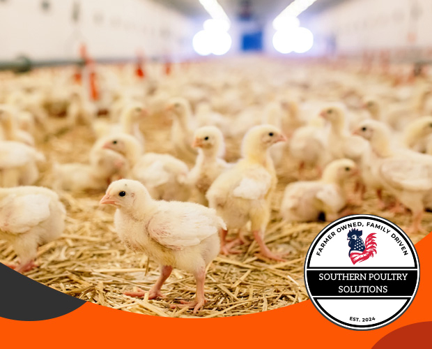 Chicks in a poultry farm setting.