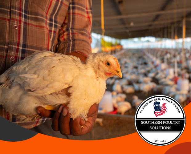 Man holding chicken in poultry farm